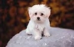 Little white dog.